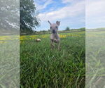 Small #3 American Hairless Terrier