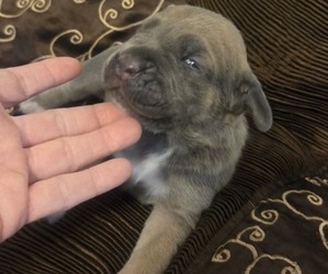 Cane Corso Puppy for sale in HENDERSON, NV, USA