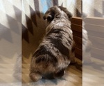 Small #6 Miniature Australian Shepherd