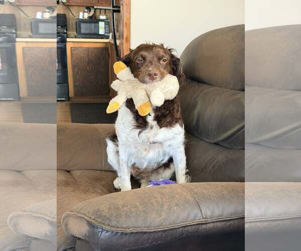 Medium Photo #3 Brittany Puppy For Sale in Curwensville, PA, USA