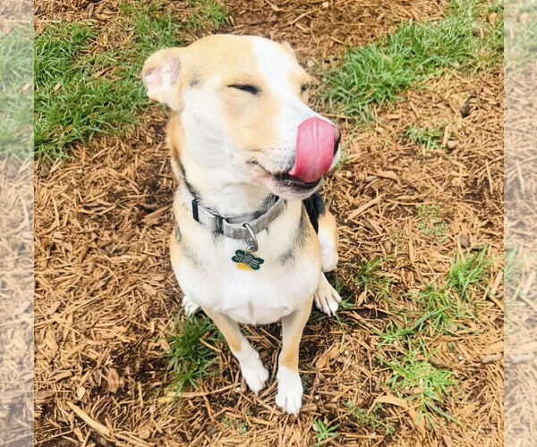 Medium Photo #1 Labrador Retriever-Unknown Mix Puppy For Sale in Houston, TX, USA