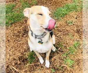 Labrador Retriever-Unknown Mix Dogs for adoption in Houston, TX, USA