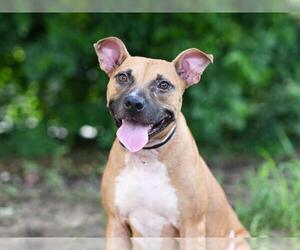 Black Mouth Cur-Unknown Mix Dogs for adoption in Tavares, FL, USA