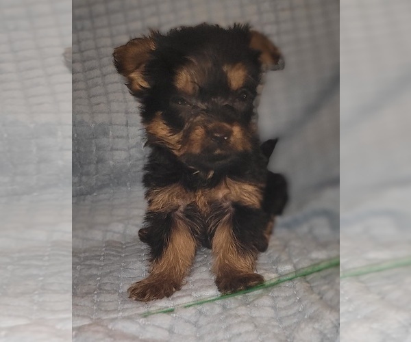 Medium Photo #285 Yorkshire Terrier Puppy For Sale in AKRON, OH, USA