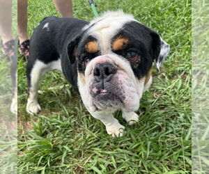 Mutt Dogs for adoption in Canton, CT, USA