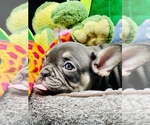 Small Photo #8 French Bulldog Puppy For Sale in BELLVILLE, TX, USA