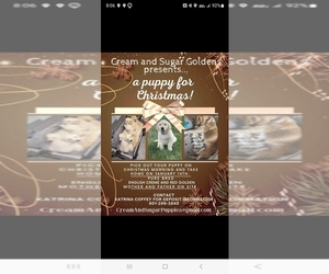 English Cream Golden Retriever Puppy for Sale in INDIAN TRAIL, North Carolina USA
