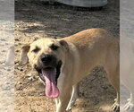 Small #1 Labrador Retriever Mix