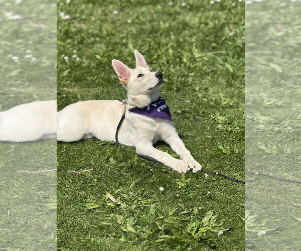 Medium Photo #16 German Shepherd Dog-Unknown Mix Puppy For Sale in Seattle, WA, USA