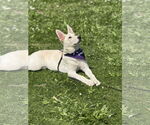 Small #15 German Shepherd Dog Mix