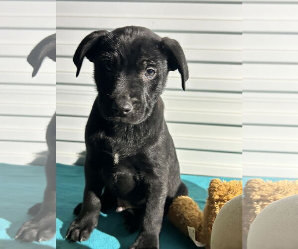 Medium Photo #2 Labrador Retriever-Unknown Mix Puppy For Sale in Tarrytown, GA, USA