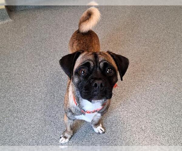 Medium Photo #1 Chug Puppy For Sale in Orange, CA, USA