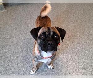 Chug Dogs for adoption in Orange, CA, USA