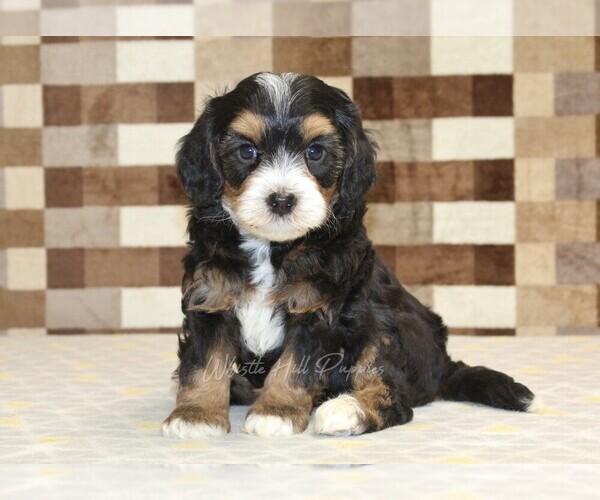 Medium Photo #3 Miniature Bernedoodle Puppy For Sale in DENVER, PA, USA