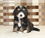 Small #2 Miniature Bernedoodle