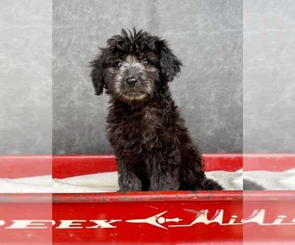Medium Photo #4 Aussiedoodle Puppy For Sale in OCALA, FL, USA