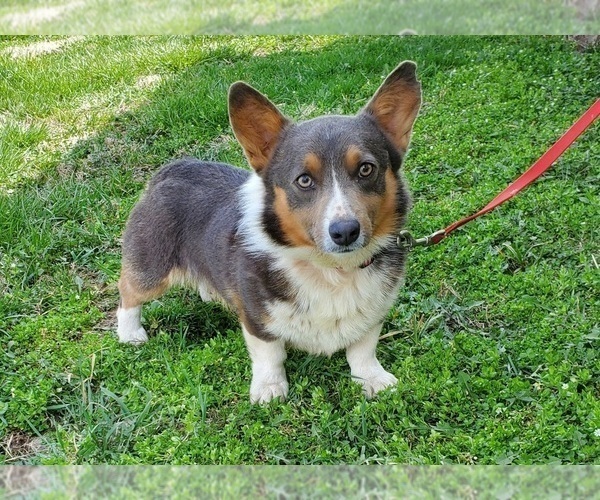 Medium Photo #1 Pembroke Welsh Corgi Puppy For Sale in CLARK, MO, USA