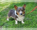 Small Photo #1 Pembroke Welsh Corgi Puppy For Sale in CLARK, MO, USA