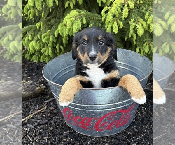 Medium Photo #3 Bernedoodle Puppy For Sale in MIDDLEBURY, IN, USA