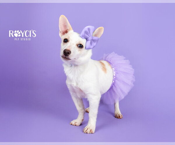 Medium Photo #2 Chiweenie Puppy For Sale in Sandy, UT, USA