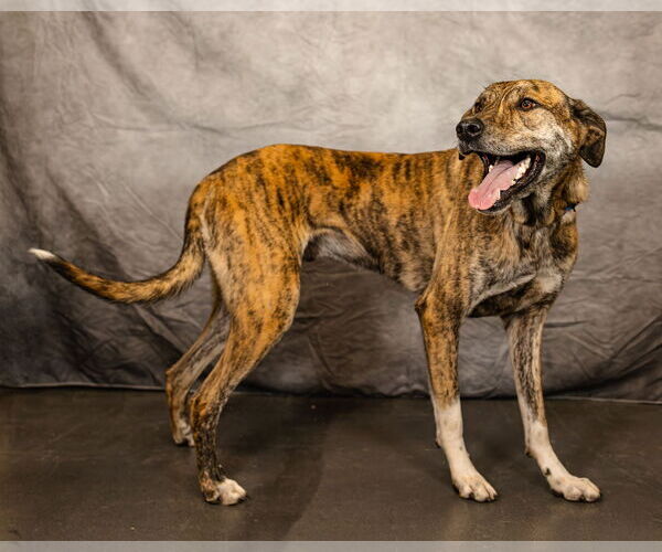 Medium Photo #1 Pyrenees Catahoula Puppy For Sale in Clinton, OK, USA