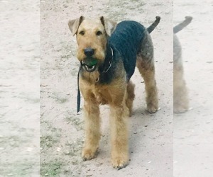 Father of the Airedale Terrier puppies born on 08/16/2025
