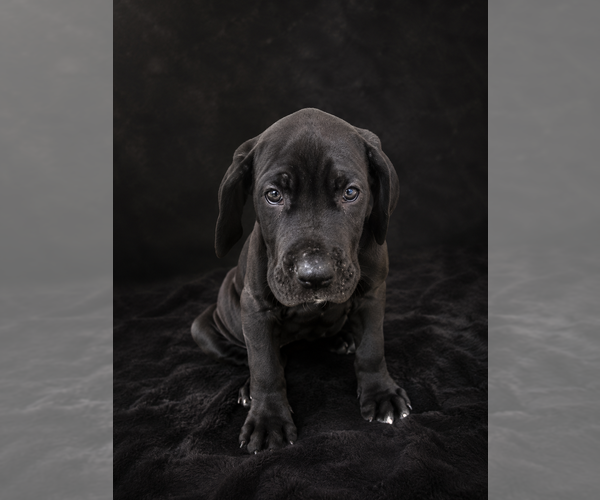 Medium Photo #1 Great Dane Puppy For Sale in TEMECULA, CA, USA