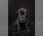 Puppy 1 Great Dane
