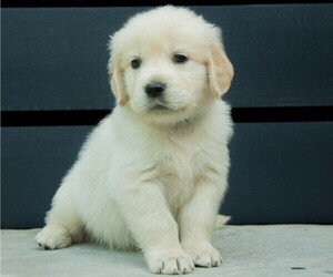Medium Golden Retriever