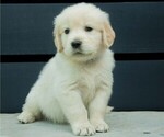 Puppy Doc Black Golden Retriever