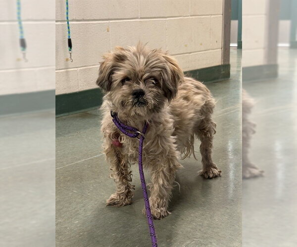 Medium Photo #1 Shih Tzu Puppy For Sale in Santa Maria, CA, USA