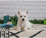 Small #6 West Highland White Terrier