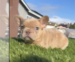 Small Photo #5 French Bulldog Puppy For Sale in MOUNT VERNON, AL, USA