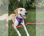 Small #5 Carolina Dog-Labrador Retriever Mix