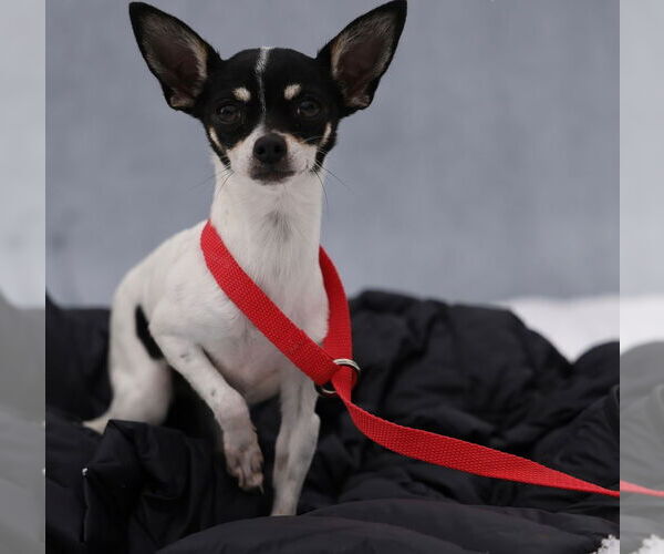 Medium Photo #7 Chihuahua Puppy For Sale in Oak Bluffs, MA, USA