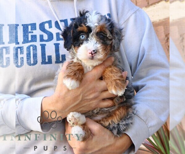 Medium Photo #4 Bernedoodle (Miniature) Puppy For Sale in NARVON, PA, USA