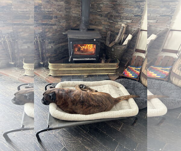 Medium Photo #5 Boxer Puppy For Sale in Woodbury, MN, USA