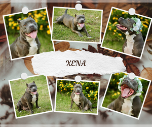 American Pit Bull Terrier Dogs for adoption in Yuba City, CA, USA