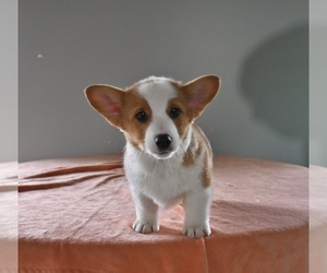 Pembroke Welsh Corgi Puppy for sale in MILLERSBURG, OH, USA