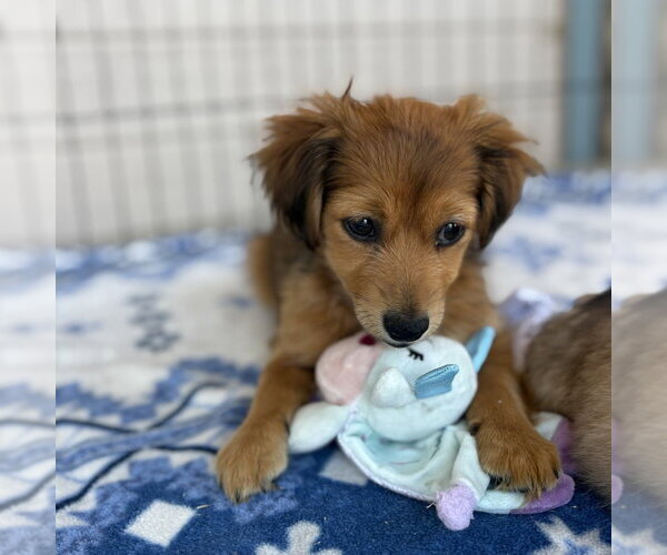 Medium Photo #2 Pekehund Puppy For Sale in Dana Point, CA, USA