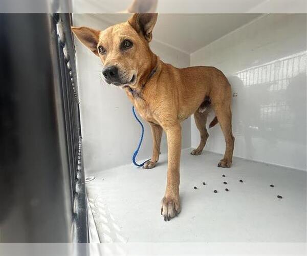 Medium Photo #1 Carolina Dog-Unknown Mix Puppy For Sale in Houston, TX, USA