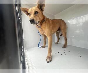 Carolina Dog-Unknown Mix Dogs for adoption in Houston, TX, USA