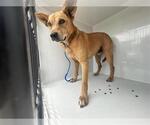 Small Carolina Dog Mix