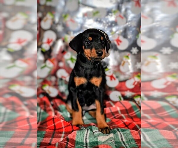 Medium Photo #1 Doberman Pinscher Puppy For Sale in CHICKASHA, OK, USA