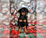 Puppy Black Female Doberman Pinscher