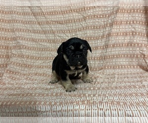 French Bulldog Puppy for sale in MANCHESTER, MI, USA