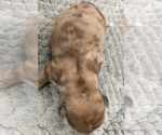 Small Photo #23 Puggle-Shih Tzu Mix Puppy For Sale in NEW YORK MILLS, MN, USA