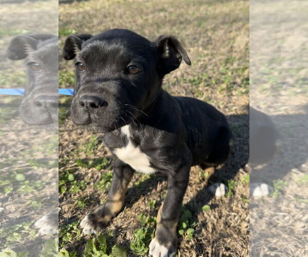 Medium Photo #1 Boxer-Unknown Mix Puppy For Sale in Tarrytown, GA, USA