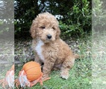 Small #1 Goldendoodle (Miniature)
