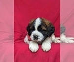 Small Photo #6 Saint Bernard Puppy For Sale in DELTA, PA, USA